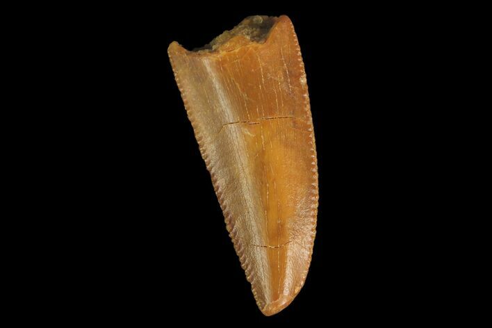 Serrated, Raptor Tooth - Real Dinosaur Tooth #176197